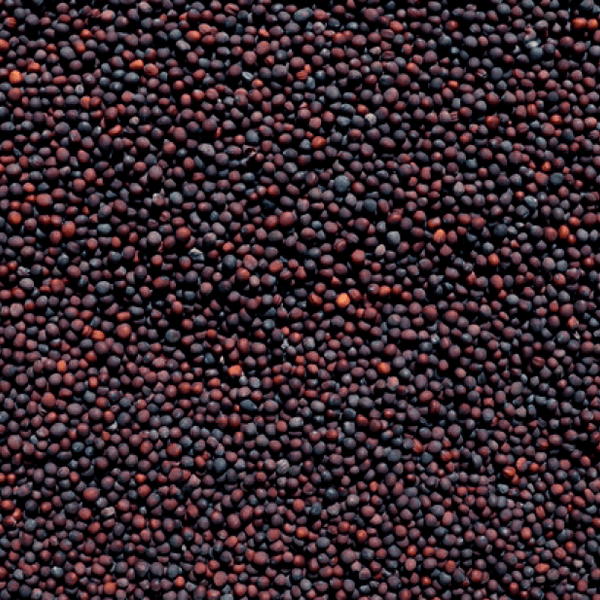 Bharat Mustard Seeds